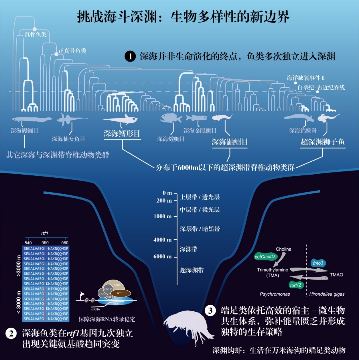 水生所研究成果入選2025年度“中國生命科學(xué)十大進(jìn)展”